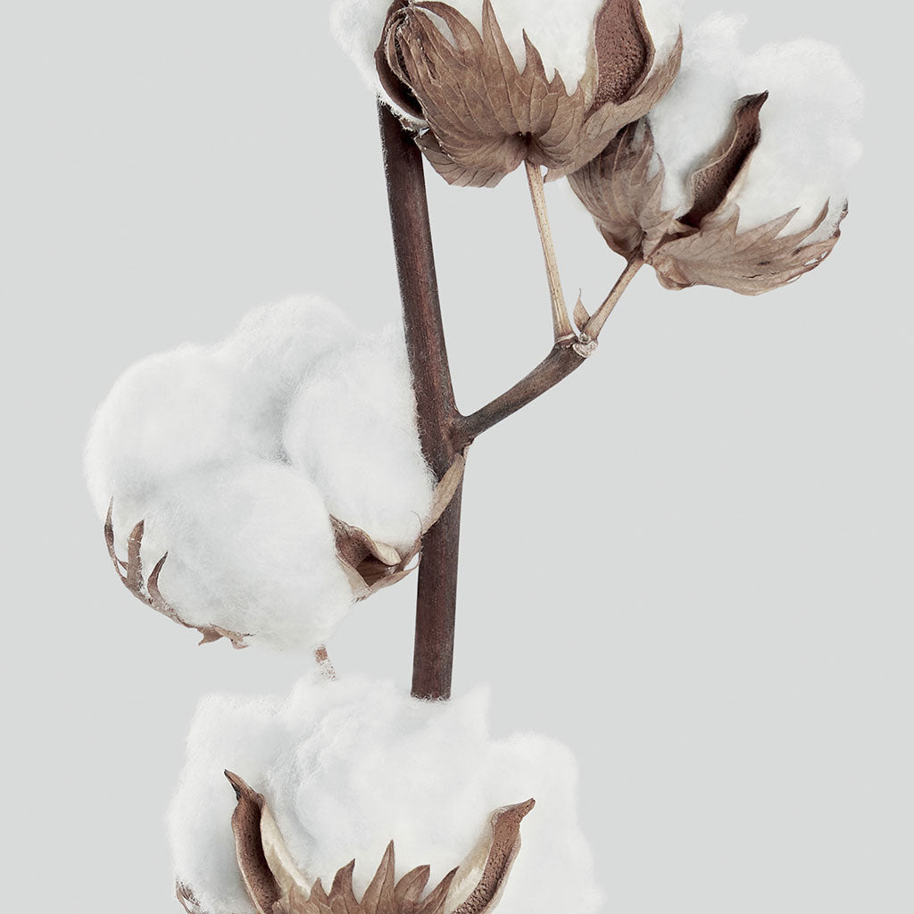 ChiCura Posters Cotton Flower - 50x70cm Posters / Flowers & Plants Multiple Color